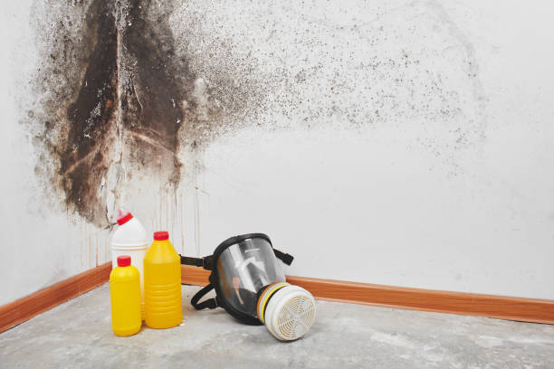 Mold Removal and Inspection in Del Mar, CA