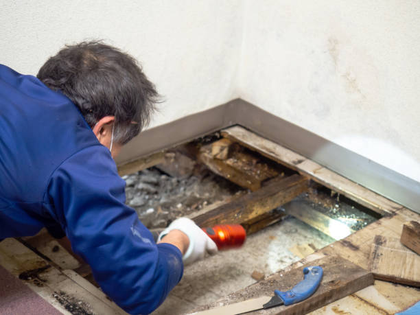 Best Residential Mold Removal  in Del Mar, CA