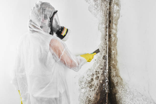Best Residential Mold Removal  in Del Mar, CA