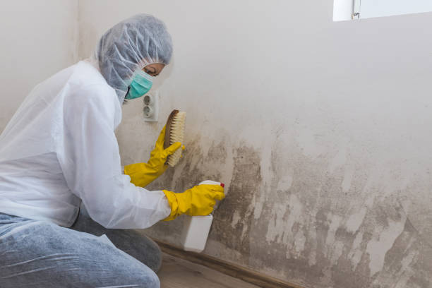Certified Mold Removal in Del Mar, CA