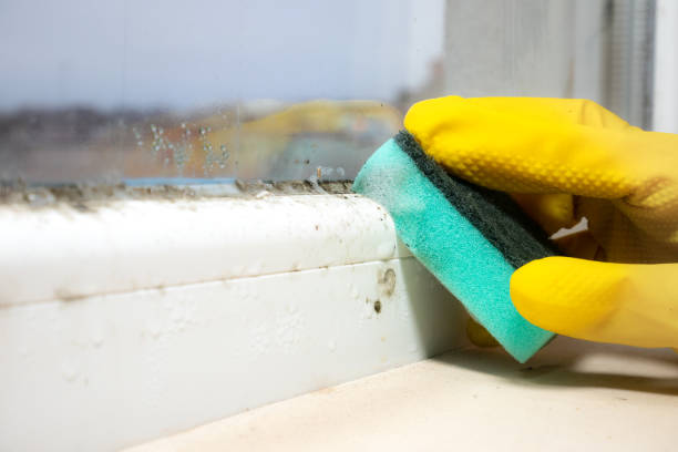 Best Black Mold Removal  in Del Mar, CA