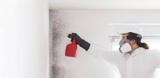 Best Attic Mold Removal  in Del Mar, CA