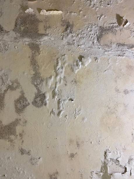 Home Mold Removal in Del Mar, CA
