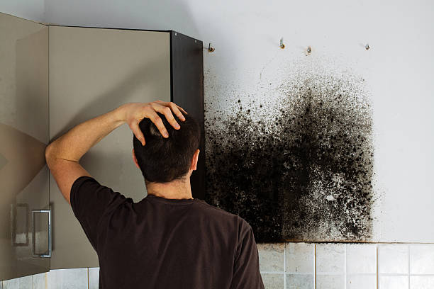 Best Toxic Mold Removal  in Del Mar, CA