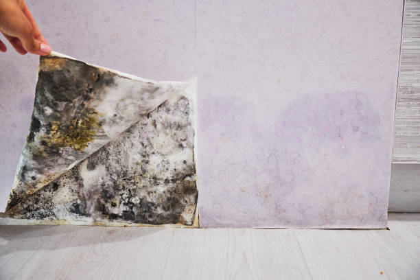 Water Damage Restoration in Del Mar, CA
